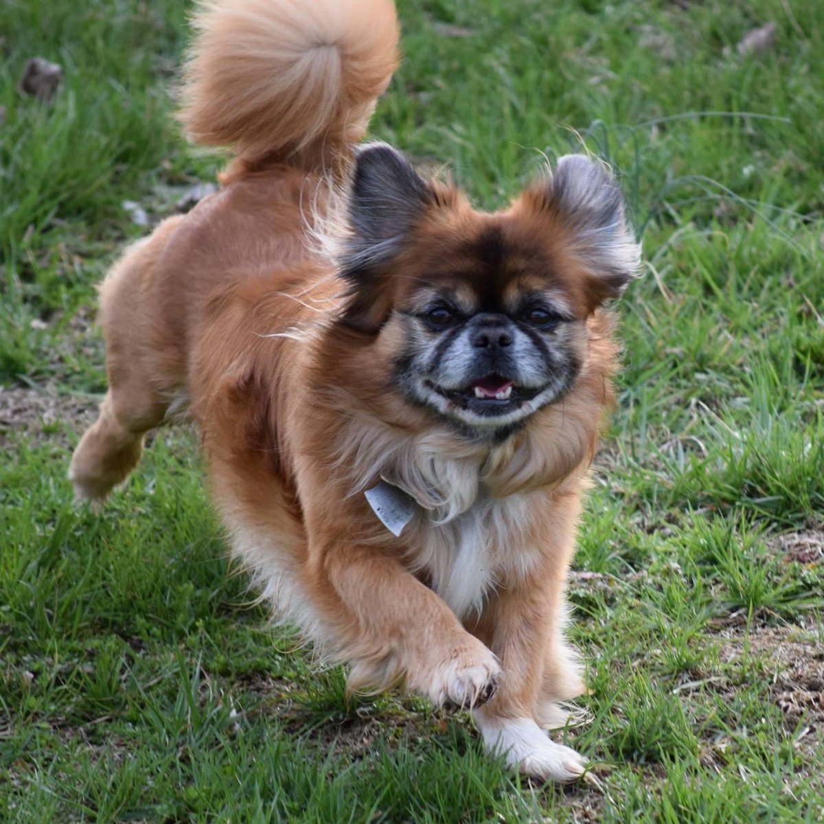 PopeShepard's tweet image. Home feels empty without you, but at least you’re not hurting anymore.

I love you Harley, i pray you’re finally at peace❤️