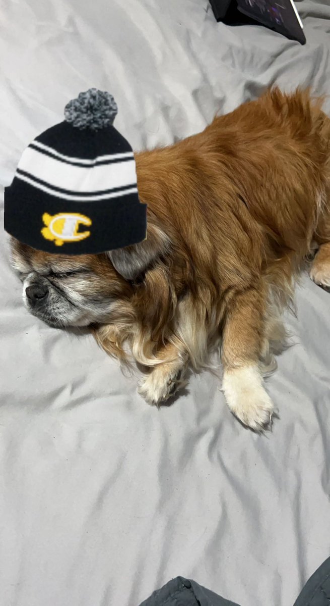 PopeShepard's tweet image. Home feels empty without you, but at least you’re not hurting anymore.

I love you Harley, i pray you’re finally at peace❤️