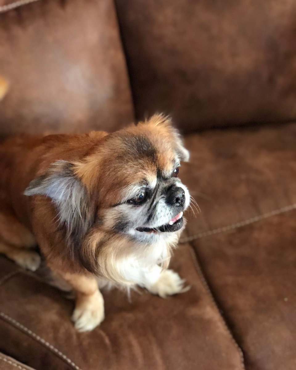 PopeShepard's tweet image. Home feels empty without you, but at least you’re not hurting anymore.

I love you Harley, i pray you’re finally at peace❤️