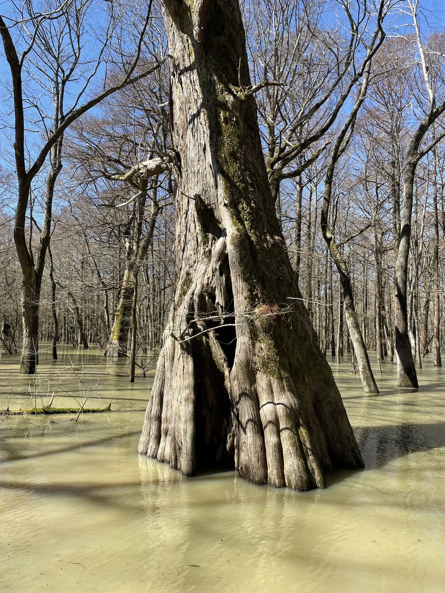 Kim__Lutz's tweet photo. Spent several days touring the Delta with AWI board member Dr. Barb Kleiss. Highlights included Skylake a MS River oxbow 60 miles from the current river’s course and Old River Control. https://t.co/3YcFjZqLrL