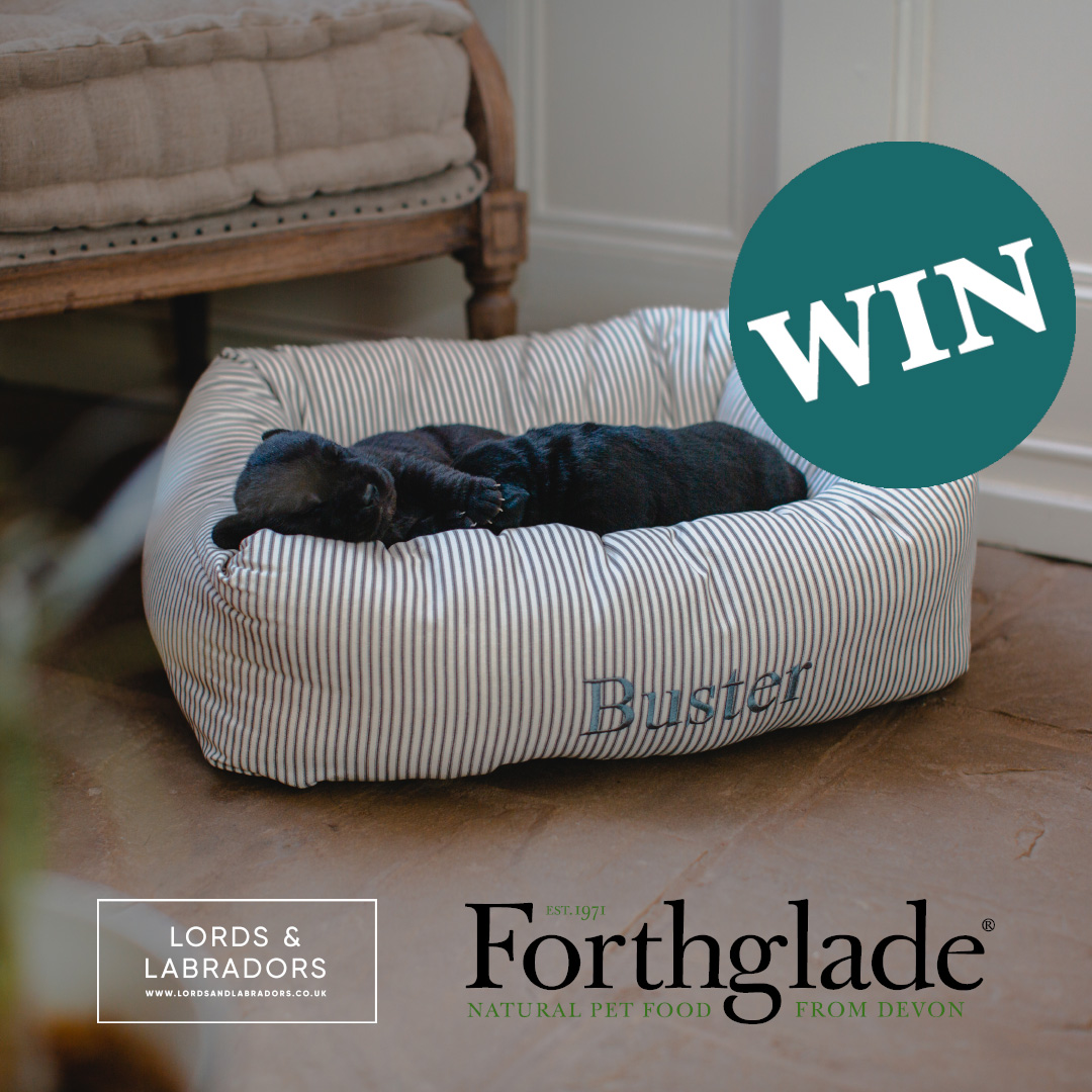 Forthglade's tweet photo. WIN! 🎁 

To celebrate #NationalPuppyDay we’ve teamed up with our pals at #lordsandlabradors to offer 1 lucky pup the chance to win a Puppy Essentials Pack + a Forthglade Puppy Pack – worth up to £150!! + 10 runner up prizes! 🎉

Just head to https://t.co/4OdrY4KZjB to enter 🤞 https://t.co/NAeJB2F2FP