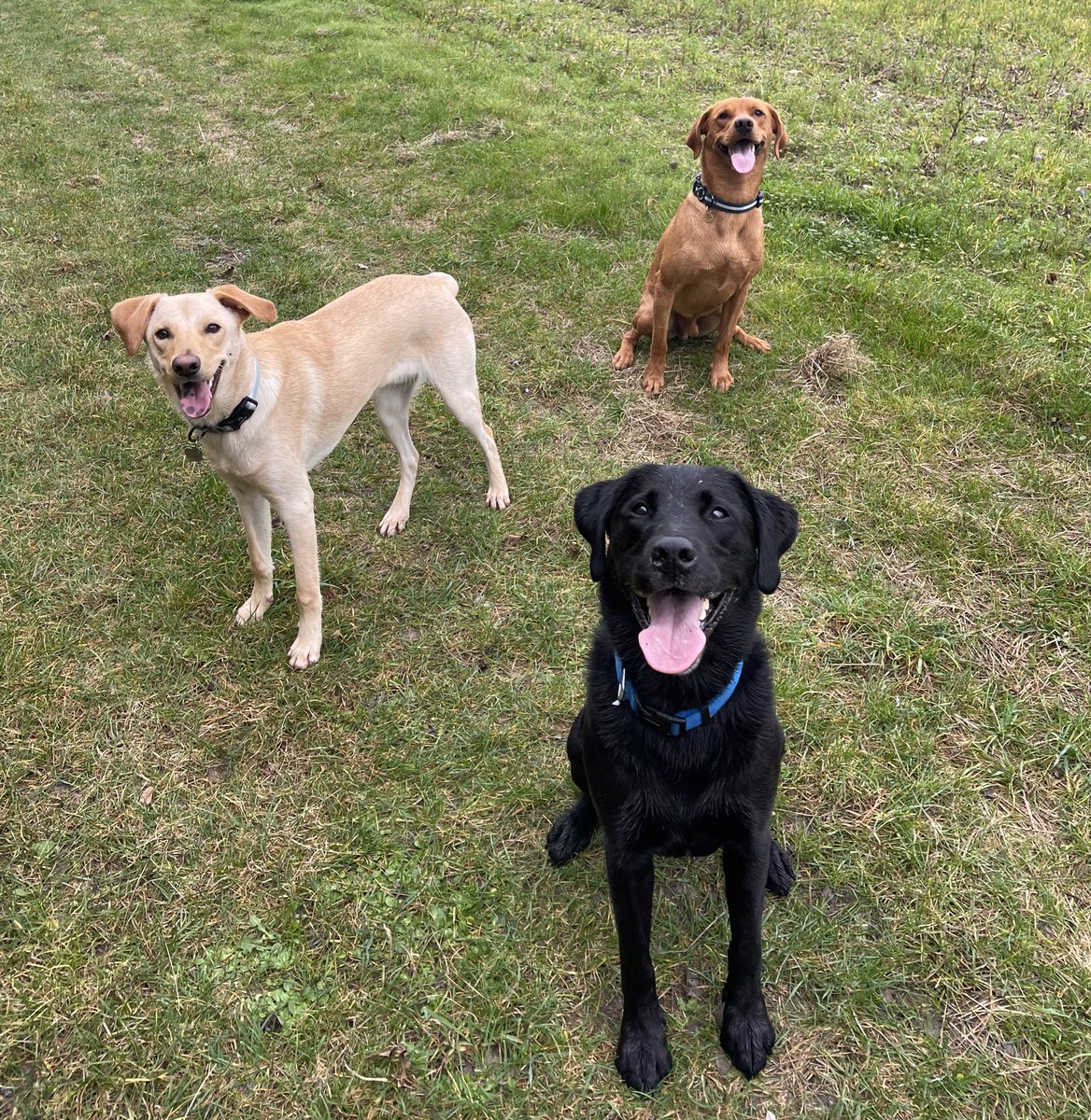 dogsatcricket's tweet photo. The squad is ready for another summer of fetching cricket balls https://t.co/dsOrJhVLlU