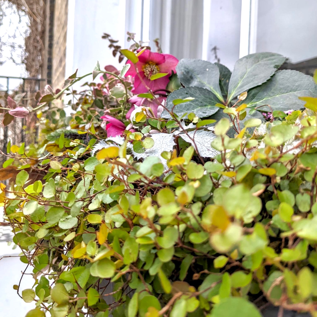 living_windows's tweet photo. Colour arriving in many of our window boxes! ๐
#windowboxwednsday #londongarden #windowboxes #containerplants #windowboxesofinstagram #windowboxgarden https://t.co/m2HRKLOHIQ
