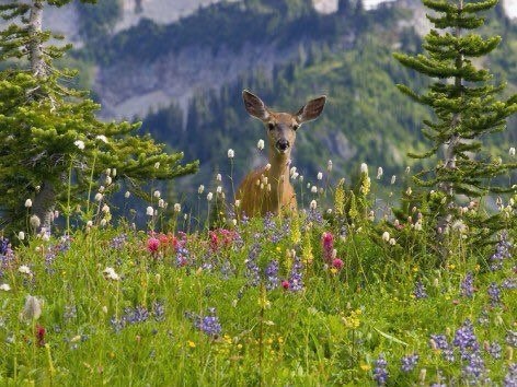 ramblingsloa's tweet photo. May your life be like a wildflower
Growing freely in the beauty and joy of each new day.

Native American Proverb https://t.co/iqRFjU2qoF