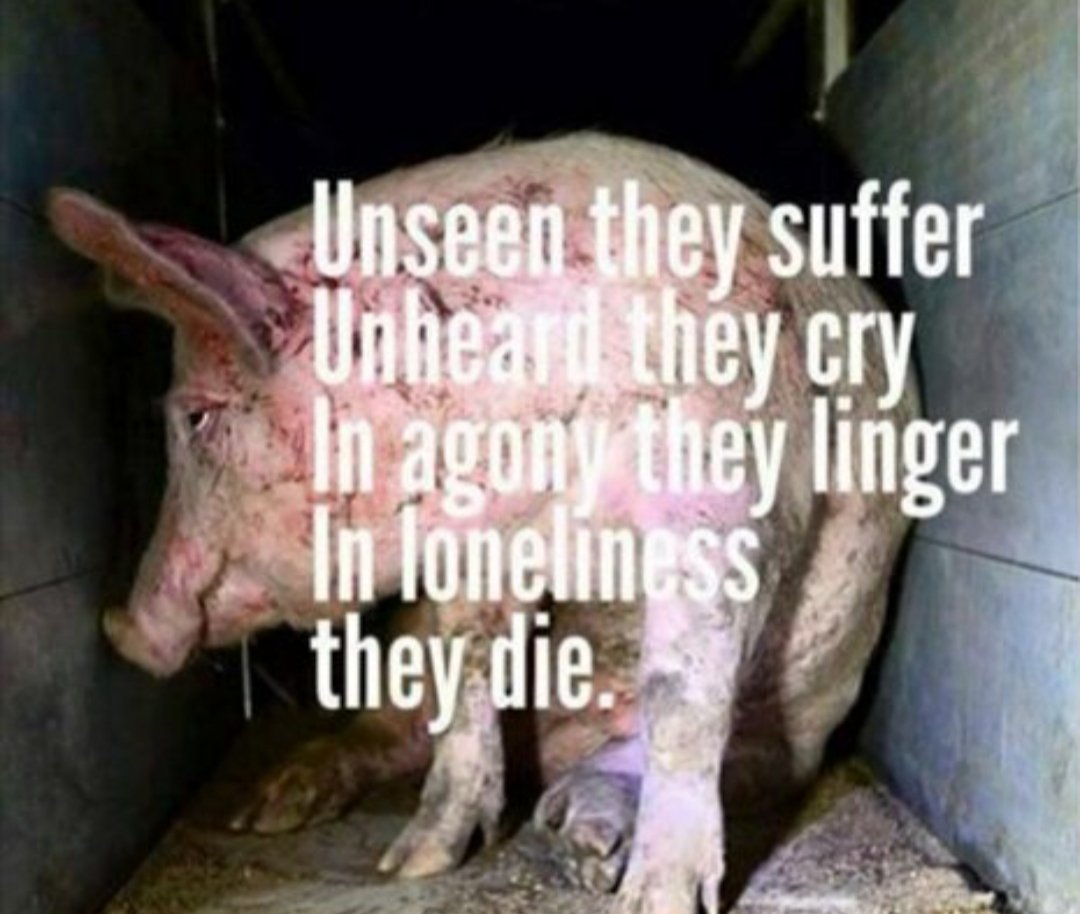 WeArentSuperior's tweet photo. Those who purposefully hide from the truth, cover their eyes and ears from the suffering, and stay silent when presented with the atrocities they support, are the root of all that is wrong with the world. #Vegan #Veganism #AnimalCruelty #AnimalAbuse #Plantbased #DitchDairy https://t.co/AEbpjcpir7