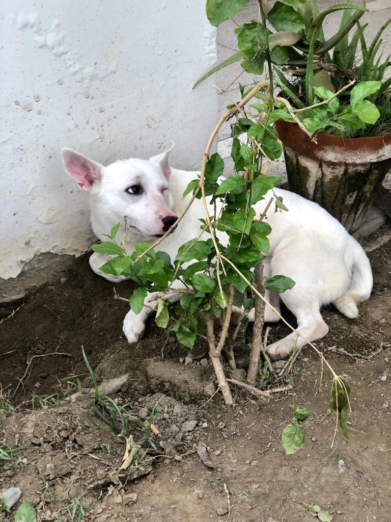 Mr. Ivan is super scared and wouldn’t let us take pictures of him to share with our lovely followers so we are giving him him space. Ivan’s screening was done and it seems like a UTI. We are relieved it wasn’t the c word. Antibiotics started 💜