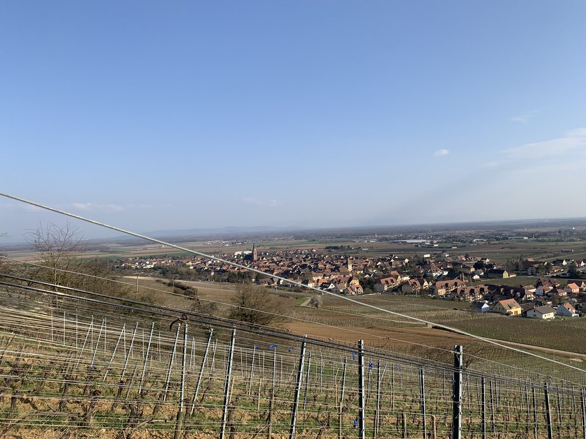 domainedeiss's tweet photo. Fin de la taille!
Toute l’équipe est en effervescence pour terminer les travaux de liage avant le début de la pousse 🌱 

#taille #workinprogress #Spring #workingteam #2022 https://t.co/Lj3sc6KKa8