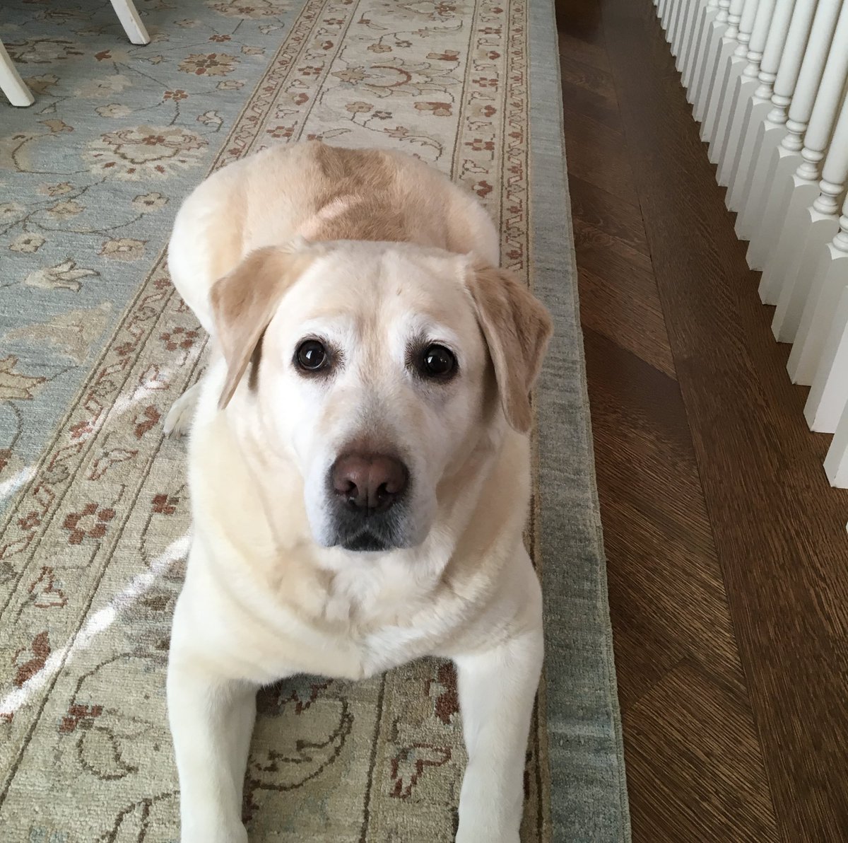 JohnDerringer's tweet photo. Today is #NationalPuppyDay   I hope you enjoy every minute with your good girl/boy. We said goodbye to our Willow 3 weeks ago and miss her immensely. https://t.co/s1kB4waF1N