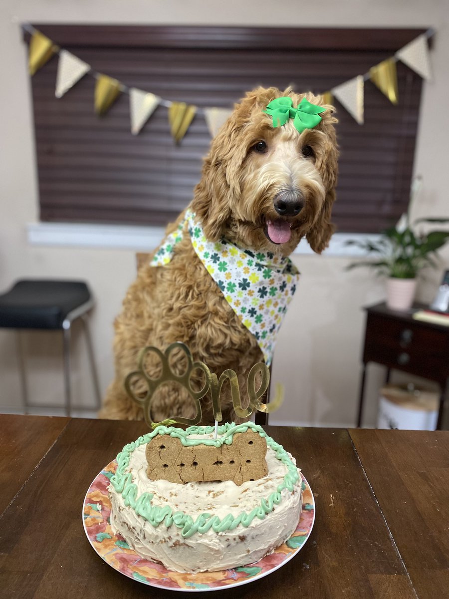 km_ullen's tweet photo. @MikeFOX29 Today is National Puppy day AND Gracie's first birthday 🤍☘️ #Fox29GoodDay https://t.co/h7tp0q4Xmd