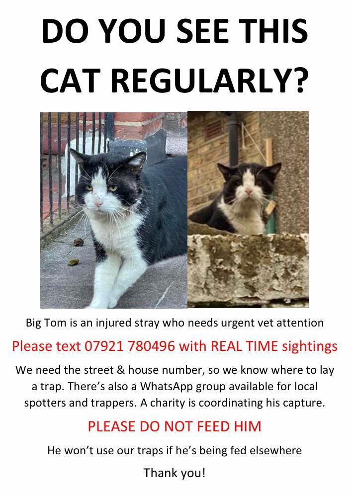 rosilyncarroll's tweet photo. Tooting’s finest and longest serving stray Tom is injured - @tootingnewsie pls share !  ⁦- ⁩ in South Graveney area ! https://t.co/JuYPsDvZIC