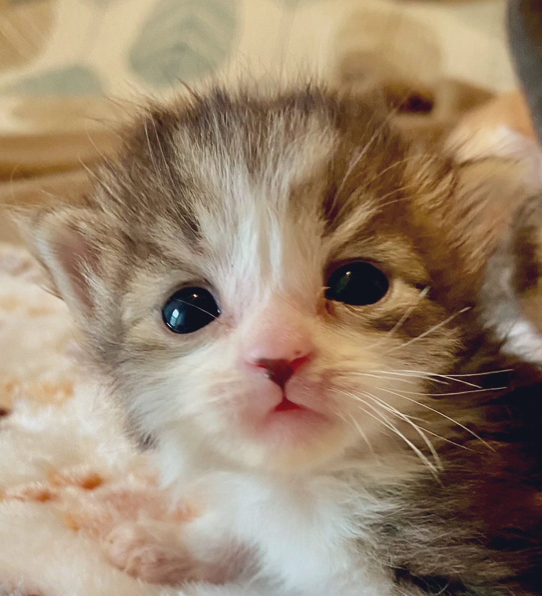 Psst. I love you. #Chudo #kittens #CatsOfTwitter