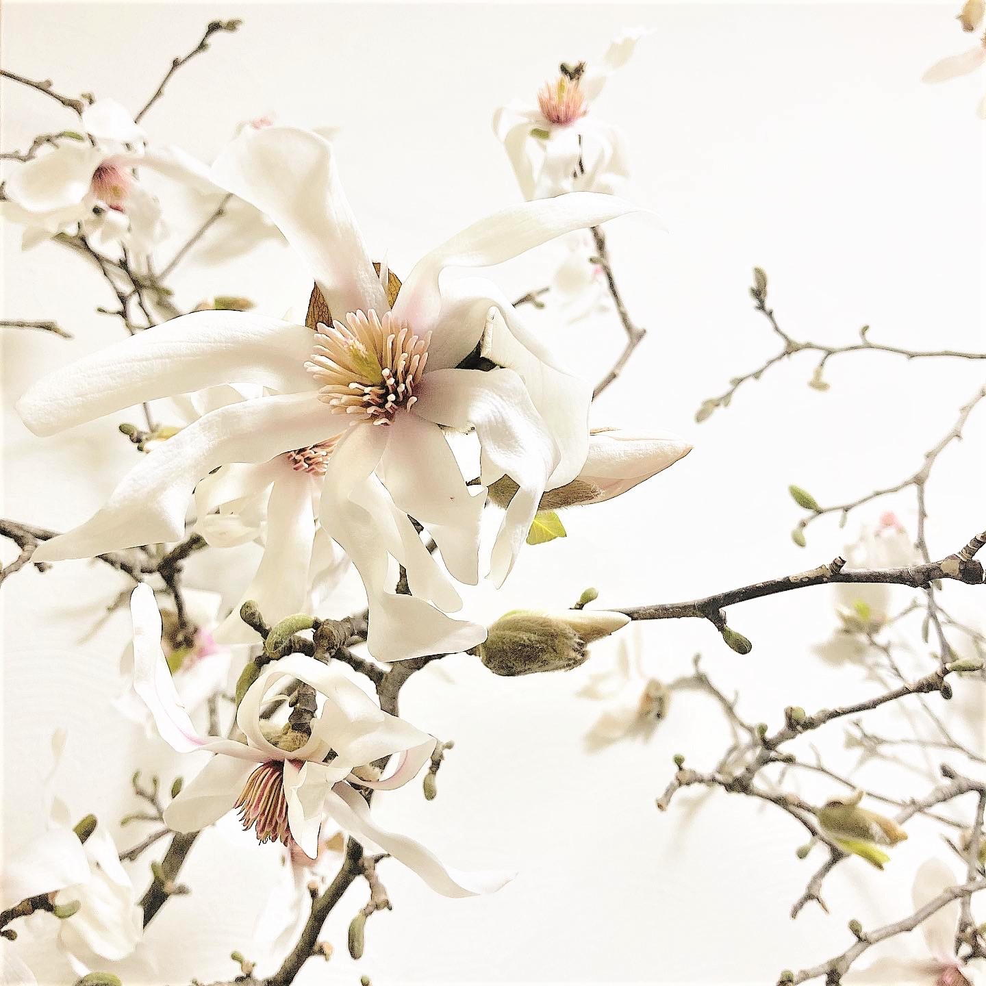 Arcobaleno こぶし コブシ Magnolia Kobus 学名 属性 モクレン科 モクレン属 原産地 日本 別名 タウチザクラ 田打桜 英名 Kobushi Magnolia 花言葉 歓迎 信頼 友情 愛らしさ 語源 子供の握りこぶしが由来 和 枝 香り 良い