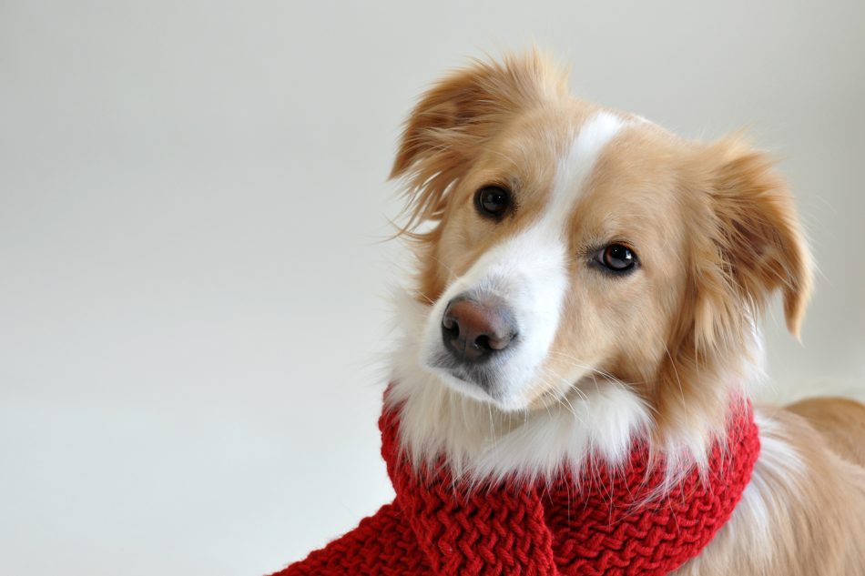 bordercolliefc's tweet photo. Penny is a Rescued Border Collie Who Loves Meeting Other Dogs https://t.co/X6jsmU26x0 #bordercollie #Dogs #bordercolliefc https://t.co/ujD2O6Tkzo