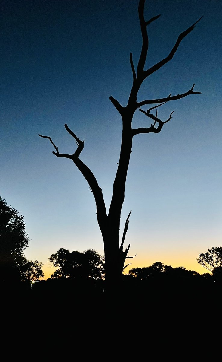 marji_puotinen's tweet photo. Fantastic to roam about in a #bushland remnant and see old dead trees in place providing #habitat ! And #banksia and #grasstrees galore! #perth https://t.co/KMmDrHSjn6