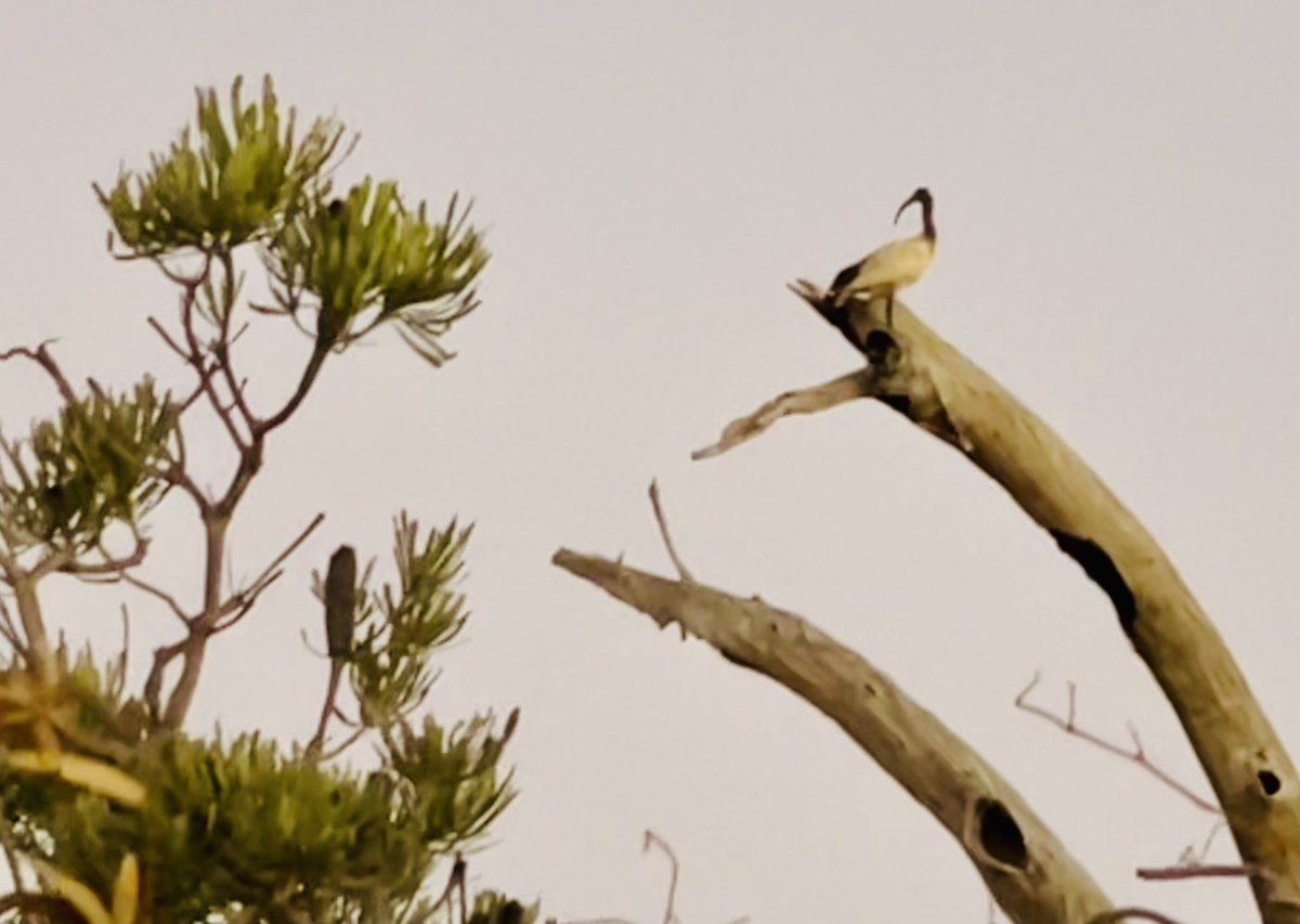 marji_puotinen's tweet photo. Fantastic to roam about in a #bushland remnant and see old dead trees in place providing #habitat ! And #banksia and #grasstrees galore! #perth https://t.co/KMmDrHSjn6