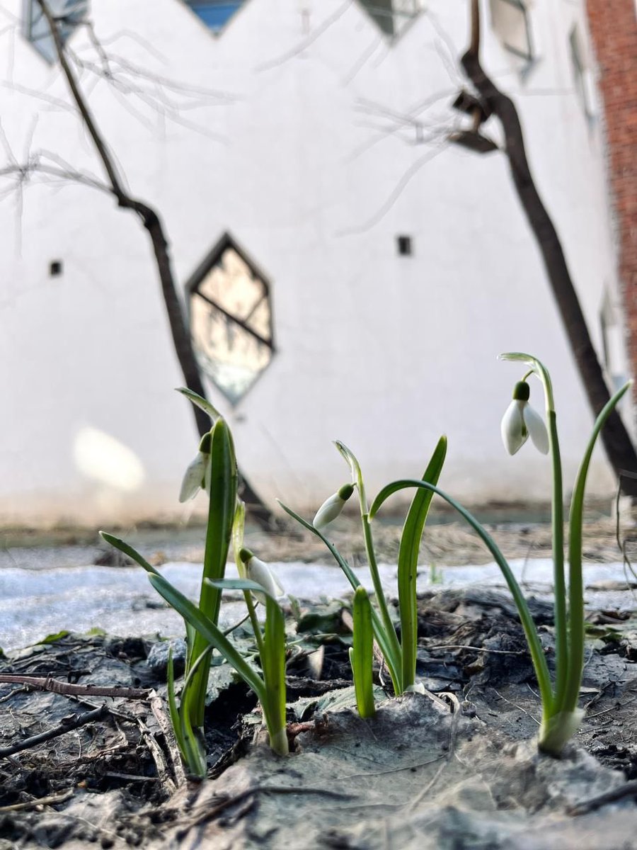 Весна в саду Дома Мельникова ☺️