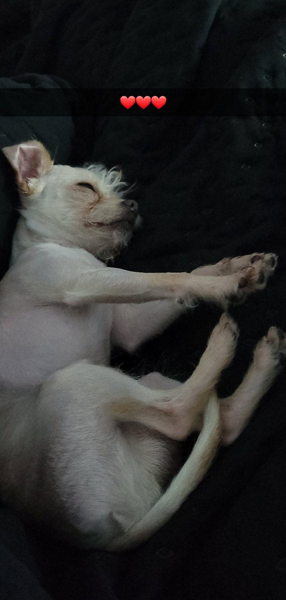 MixedBentley89's tweet photo. Drunk doggy 😂 #heworkshard #puppy #passedout https://t.co/1sE0NDDL1q