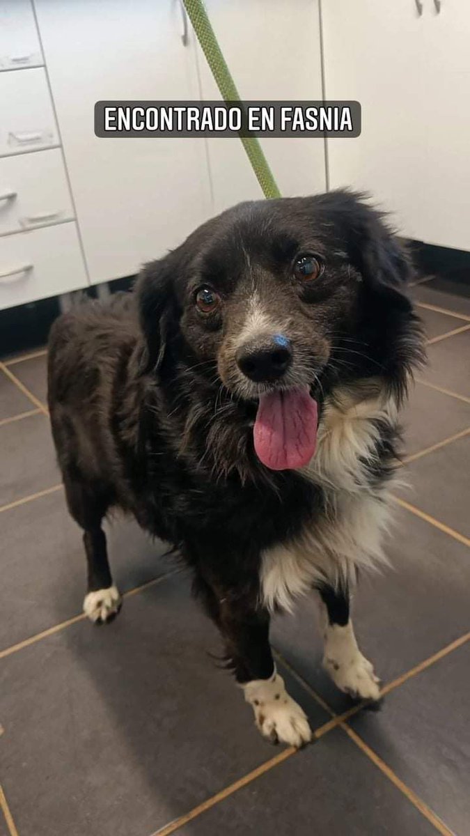 Encontrado en Fasnia está en el Centro de Protección Animal Tierra Blanca. ¿Podrías difundir? . Gracias