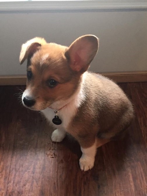 Arboretum_TX's tweet photo. There is no cuter day than NATIONAL PUPPY DAY!! Here is Community Manager Ben's doggie, Daisy, when she was a puppy.
Comment with a pic of your furry friend.
#AustinPets #NationalPuppyDay https://t.co/eQfrQcBa3P