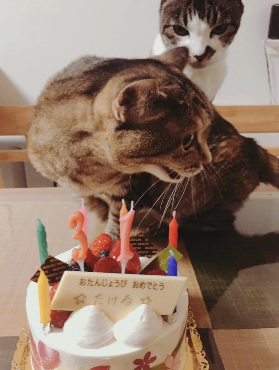 jjj_j0607's tweet image. よーやく、健くんのお誕生日おめでとう🍰が食べれたぁ☺️あらためて、33歳の誕生日おめでとうでした👏
今年はこちらのお揃いケーキにしてみた🥳美味しくいただきました😋
 #佐藤健 
 #佐藤健誕生祭 
 #佐藤健誕生祭2022