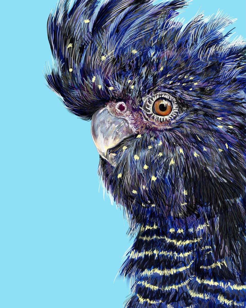 Twoucan オウム の注目ツイート イラスト マンガ コスプレ モデル