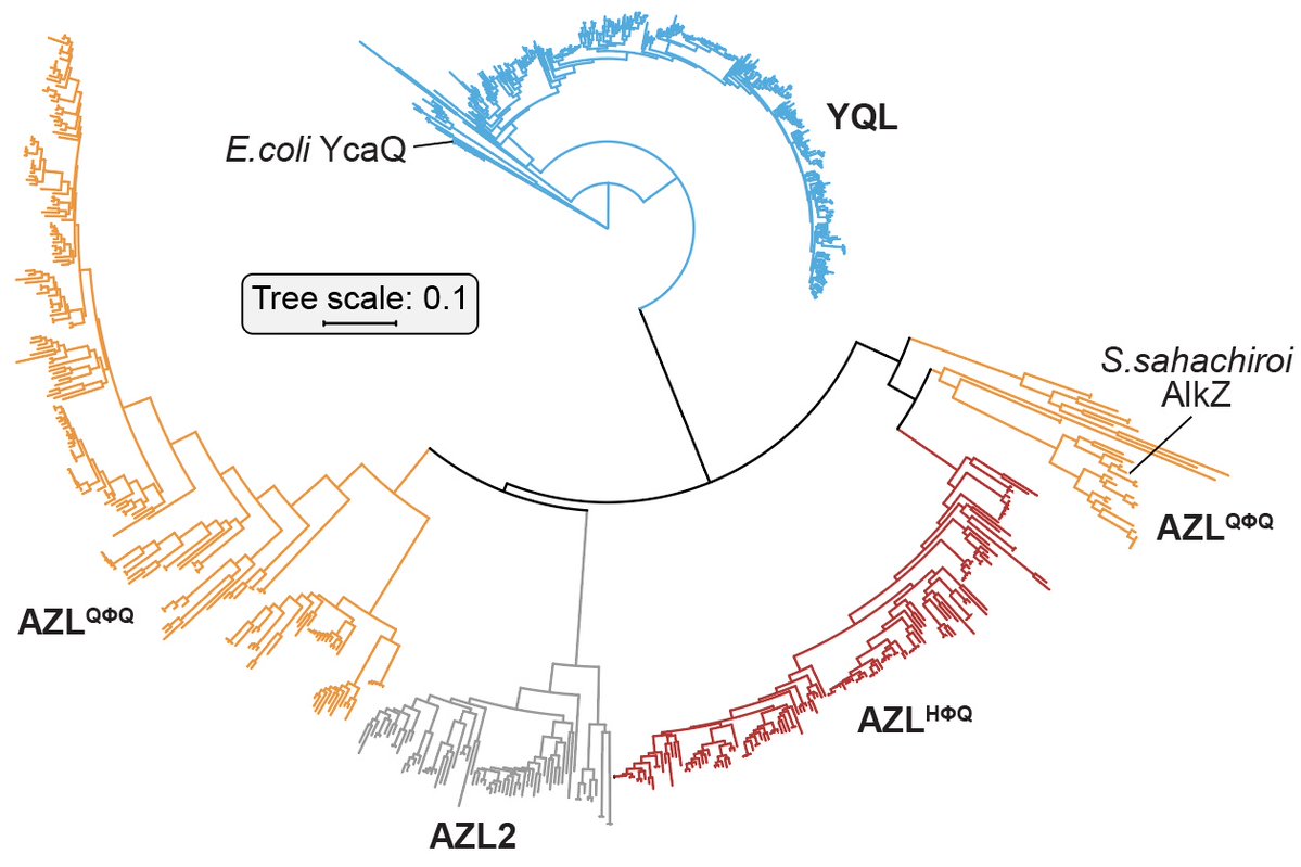 .<a href="/BFEichman/">Brandt Eichman</a> lab &amp; colleagues characterize the evolutionary relationship between #DNA repair enzymes &amp; bacterial biosynthetic gene clusters that produce genotoxins (DNA damaging agents) in this new <a href="/mbiojournal/">mBio</a> publication. bit.ly/354X9Bz