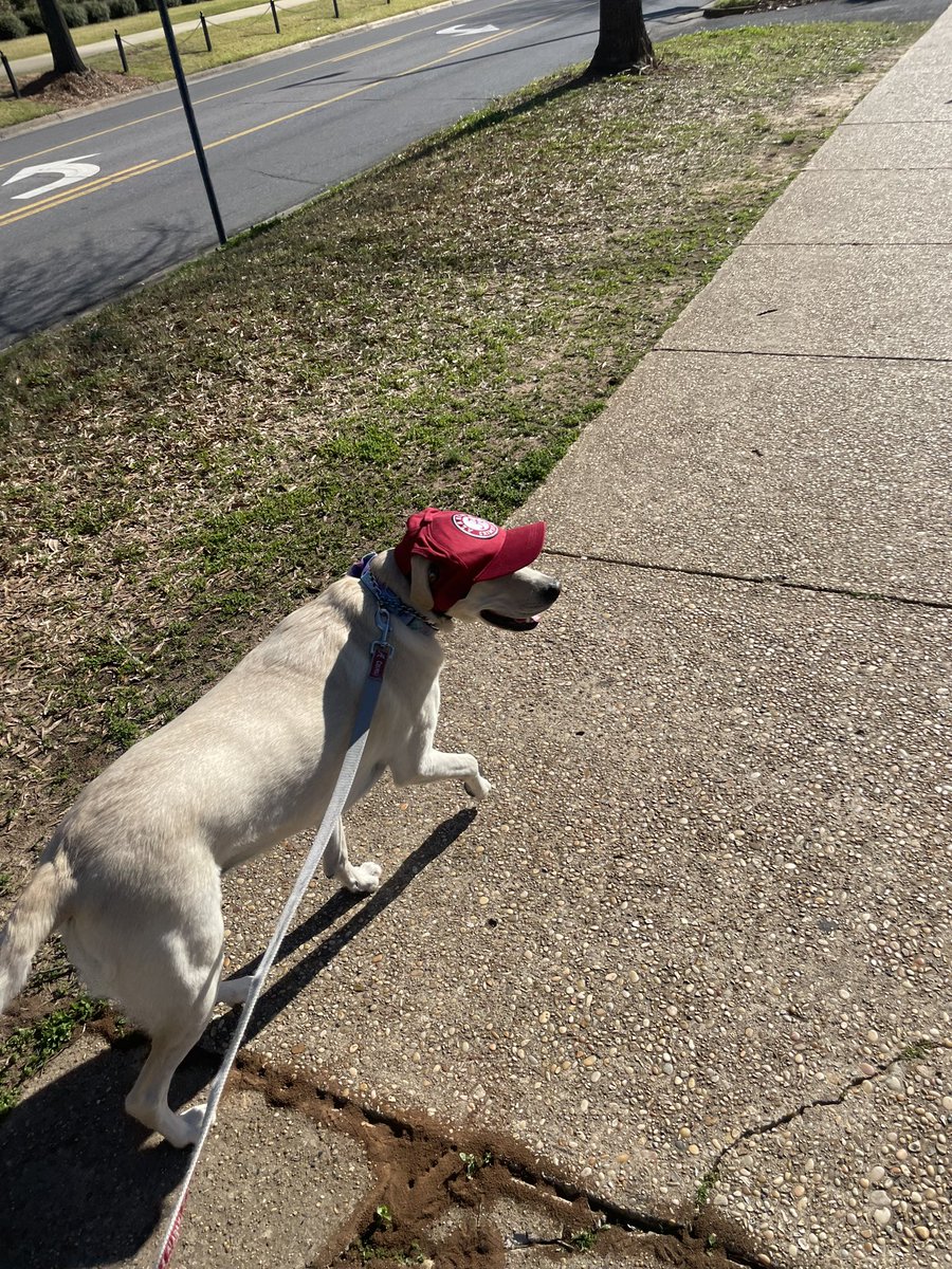 RollTidePenny's tweet photo. Hi guys 

The hat is a hit. https://t.co/idzekrz3nI