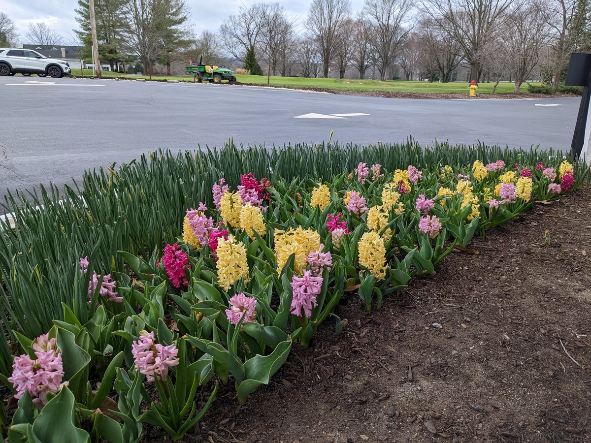 TPCCHort's tweet photo. The hyacinths at the clubhouse door look and smell delightful! https://t.co/OjSErsRGvC