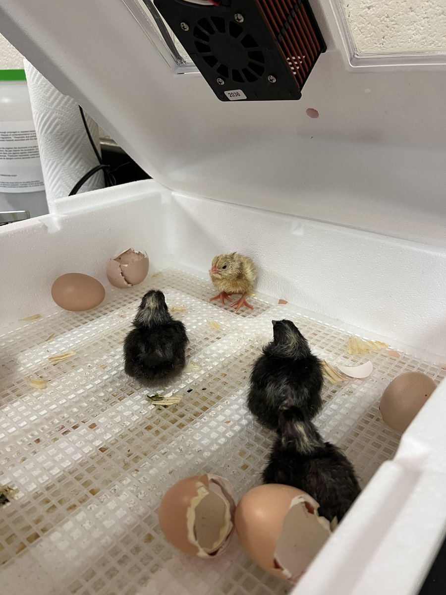 Some temporary guests in our Science Department. Thanks <a href="/DevlinRenee/">Renee Devlin</a> for setting this up.