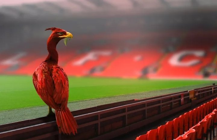 Thread: A história do Liverbird

Segue o 🧵

O pássaro que faz parte do emblema dos Reds desde a sua fundação é um símbolo famoso da cidade de Liverpool desde o século XIV, e esteve presente em todas as variações dos emblemas do clube.