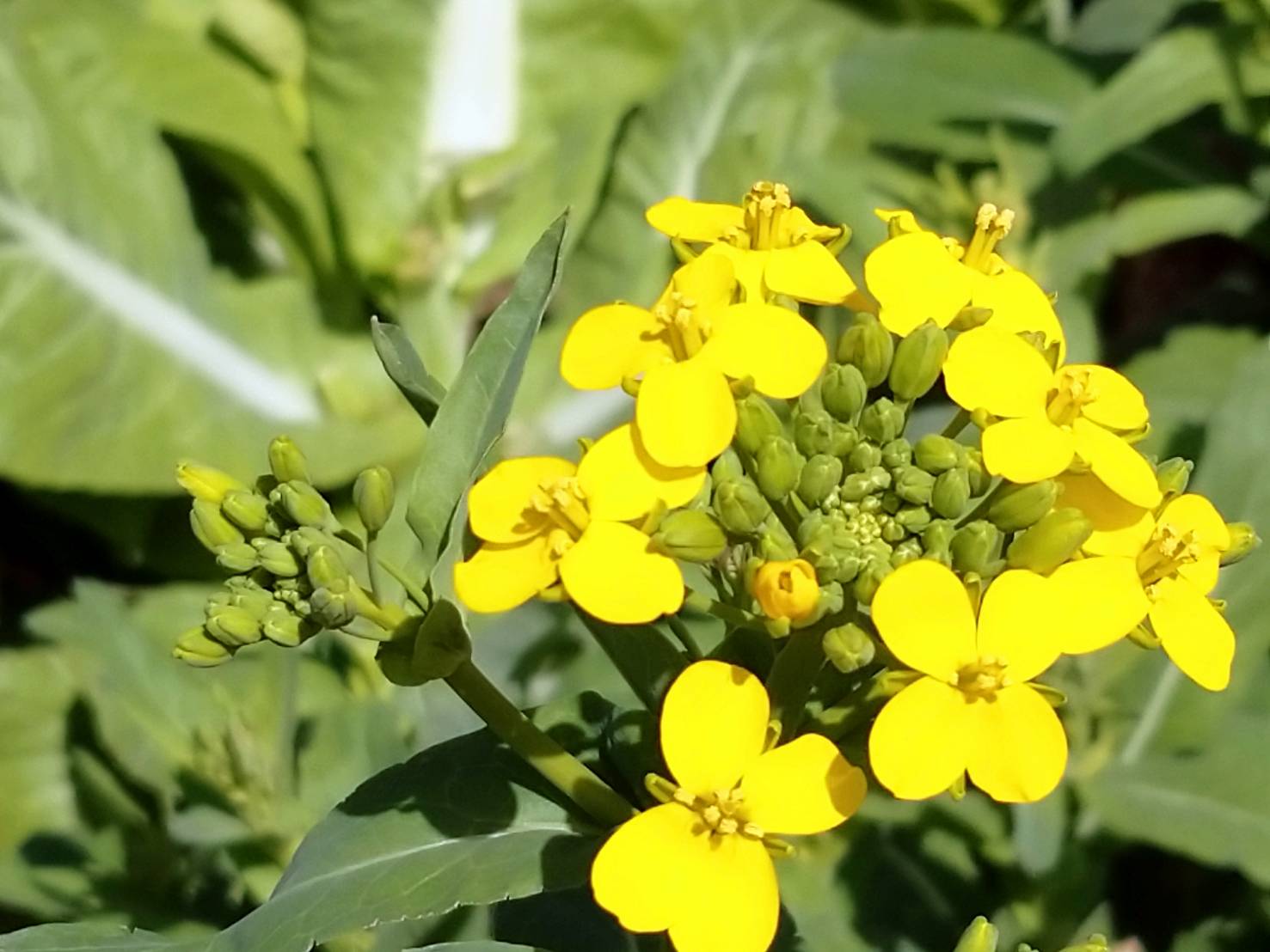 カブの花 Twitter Search Twitter