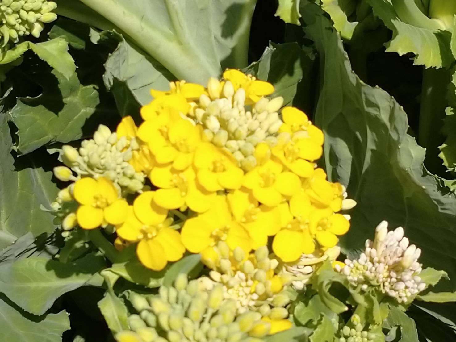 カブの花 Twitter Search Twitter