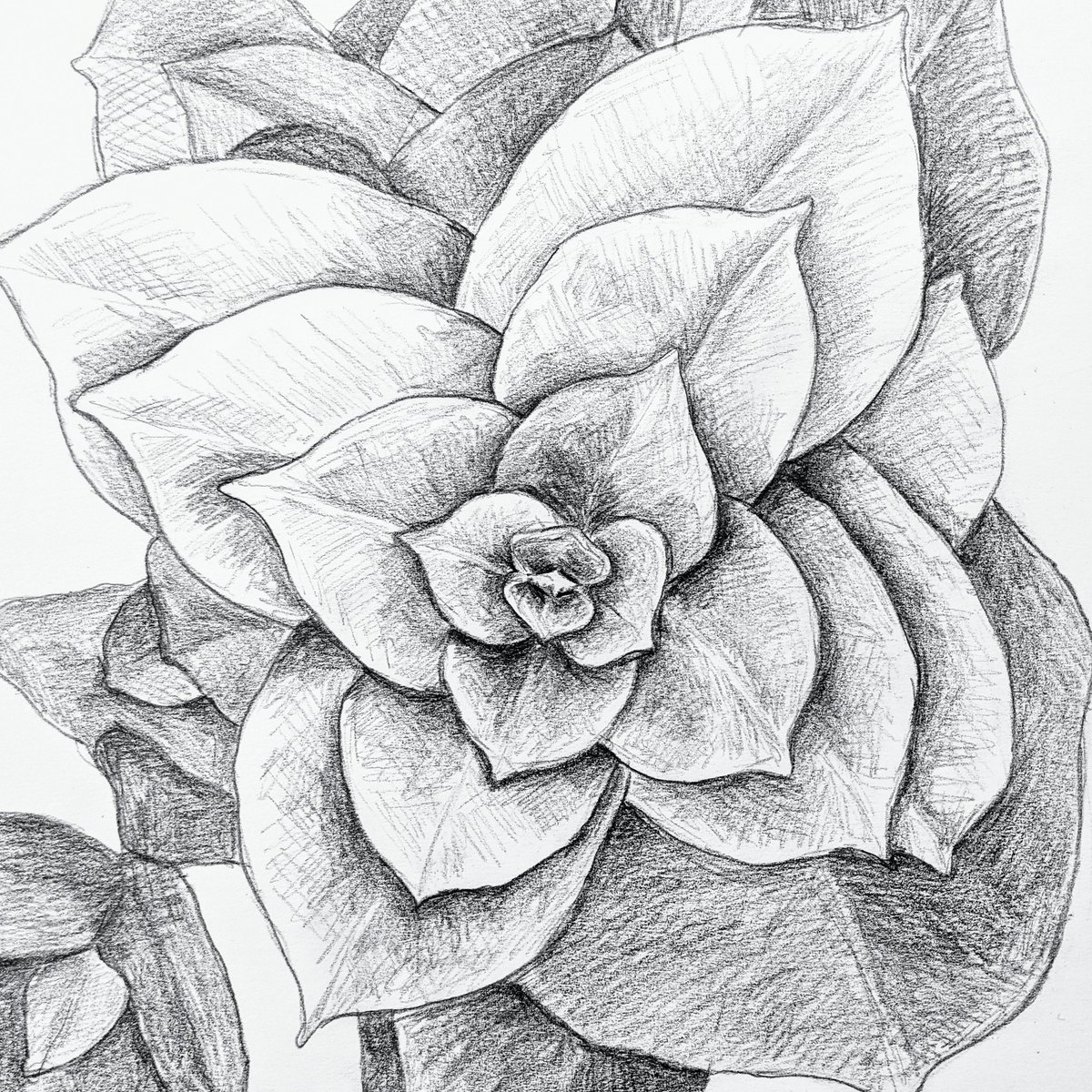 In honour of #NationalEucalyptDay here is a pencil sketch of the stunningly symmetrical foliage of Mottlecah, Eucalyptus macrocarpa. This little mallee is loving life in my garden.