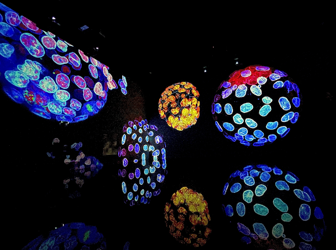 institut_curie's tweet photo. Plongez au cœur des cellules avec l'exposition Cell Immersion &amp; son documentaire associé ! Un voyage artistique imaginé par @cellworlds_off au travers d'images de microscopie issues des plus grands organismes de recherche dont l'@institut_curie 
Détails 👉 https://t.co/vGfFQGwNoC https://t.co/ROCpZU9DnQ