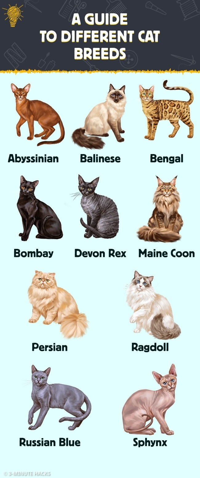 A cool guide to cat breeds : r/coolguides