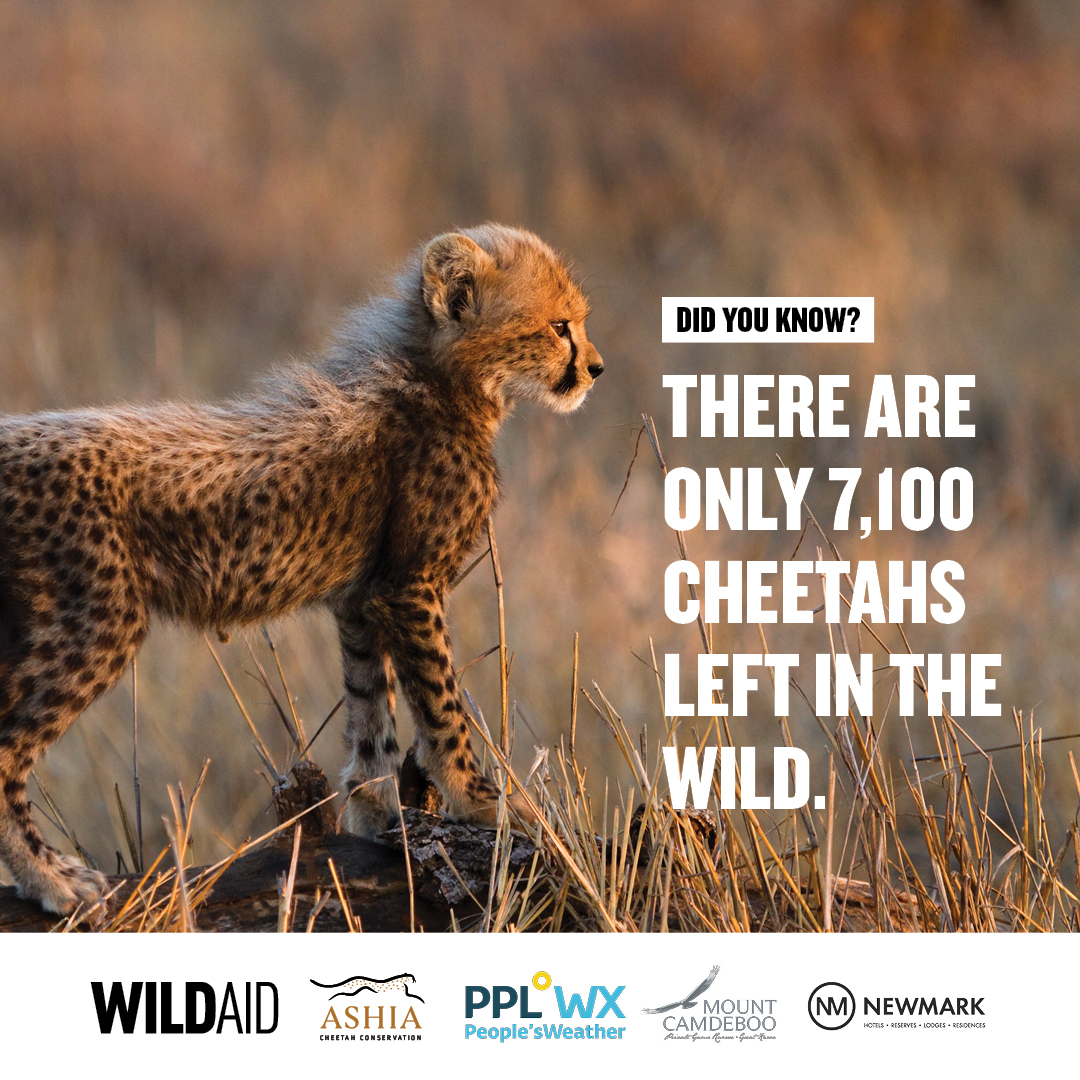 📍 Learn about the plight of cheetahs with <a href="/shekhinahd/">SHEKHINAH</a> and WIN a 2 night getaway and tracking experience at <a href="/mountcamdeboo/">Mount Camdeboo</a> <a href="/NewmarkHotels/">Newmark</a> and volunteer days at Ashia Cheetah Center worth over R14000!

Enter on <a href="/peoples_weather/">People°s Weather</a>: bit.ly/3D3sGR1 #GiveCheetahsSpace 🐆💛🖤