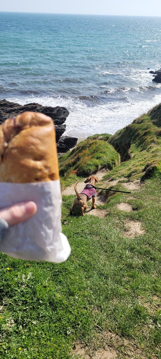 A beautiful coastal walk with a pasty and the pup #CornwallLife #Cornwall #PastiesOfCornwall #Dachshund #DogsOfTwitter #walkies #BeachLife