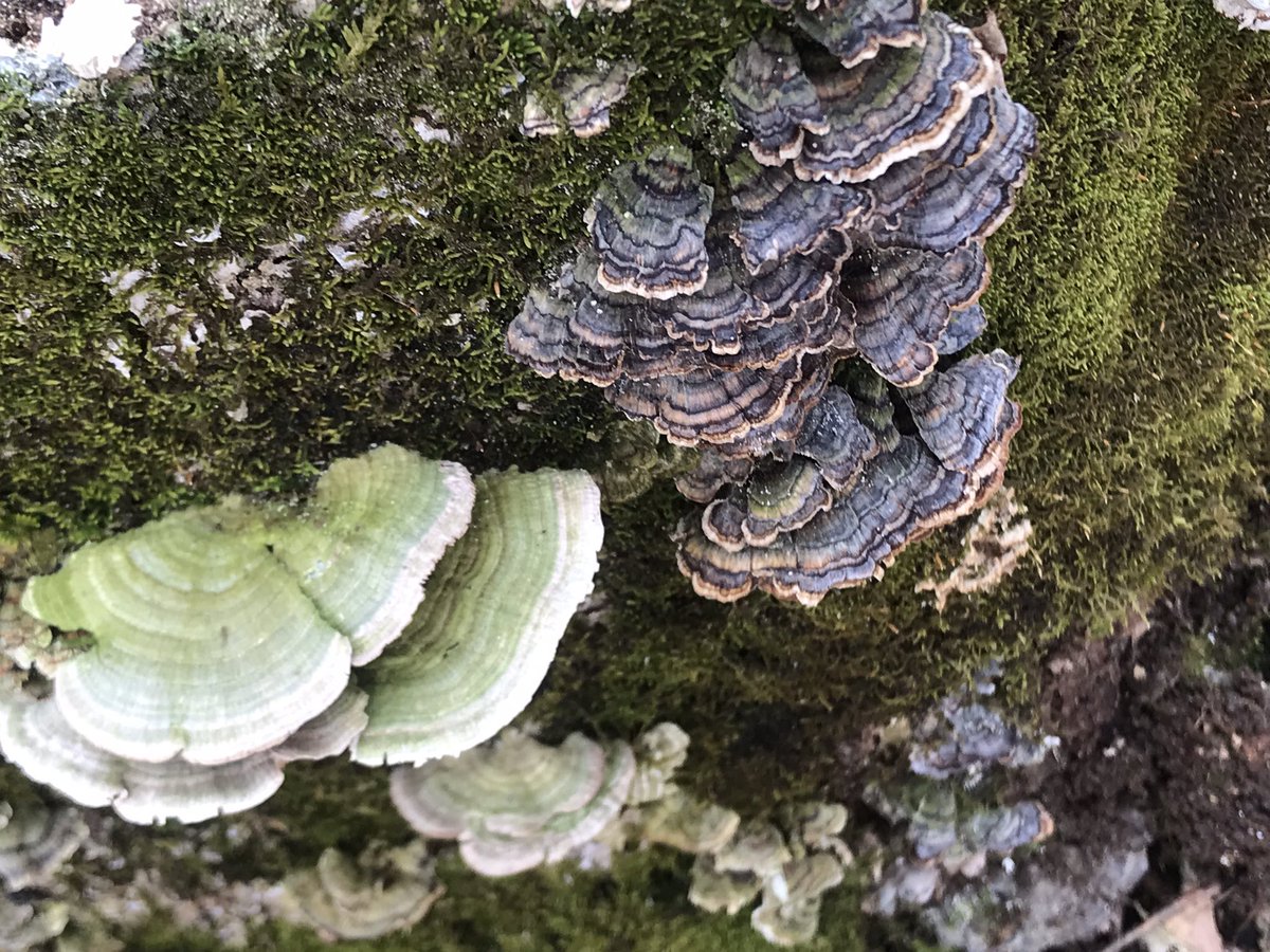 boletebill's tweet photo. Turkeytail, Trametes verisicolor on right is an early colonizer of dead wood. Multicolor Gilled polypore, Trametes betulina on left, parasitizes Turkeytail mycelium, then takes over the space and becomes a second wave white rot decayer#boletebill#mycology #ecology https://t.co/s3iYp9arsC