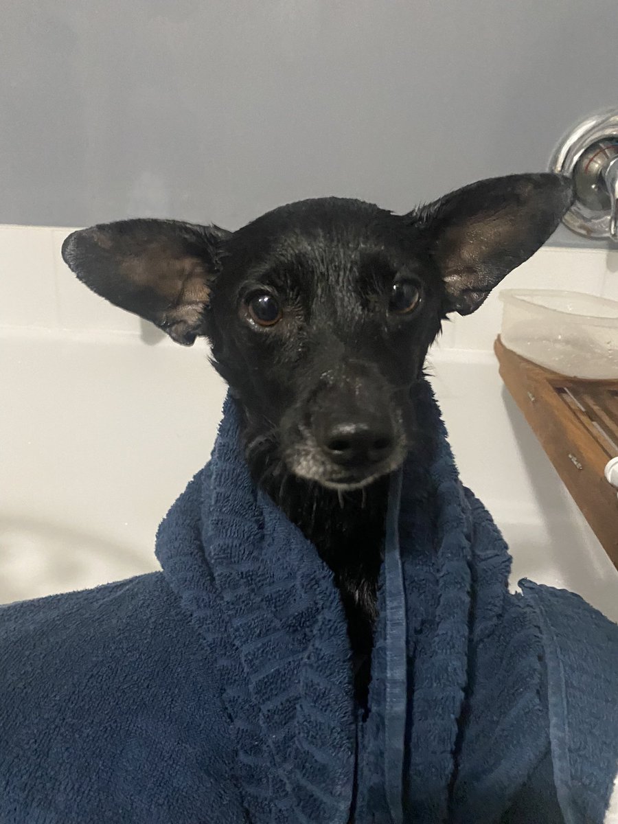 itsryanjoseph's tweet photo. @morningshowca meet Shadow, fresh off his first bath. He’s foster puppy through a wonderful rescue agency in the GTA called Canine Haven https://t.co/oyb2rZWcOU
