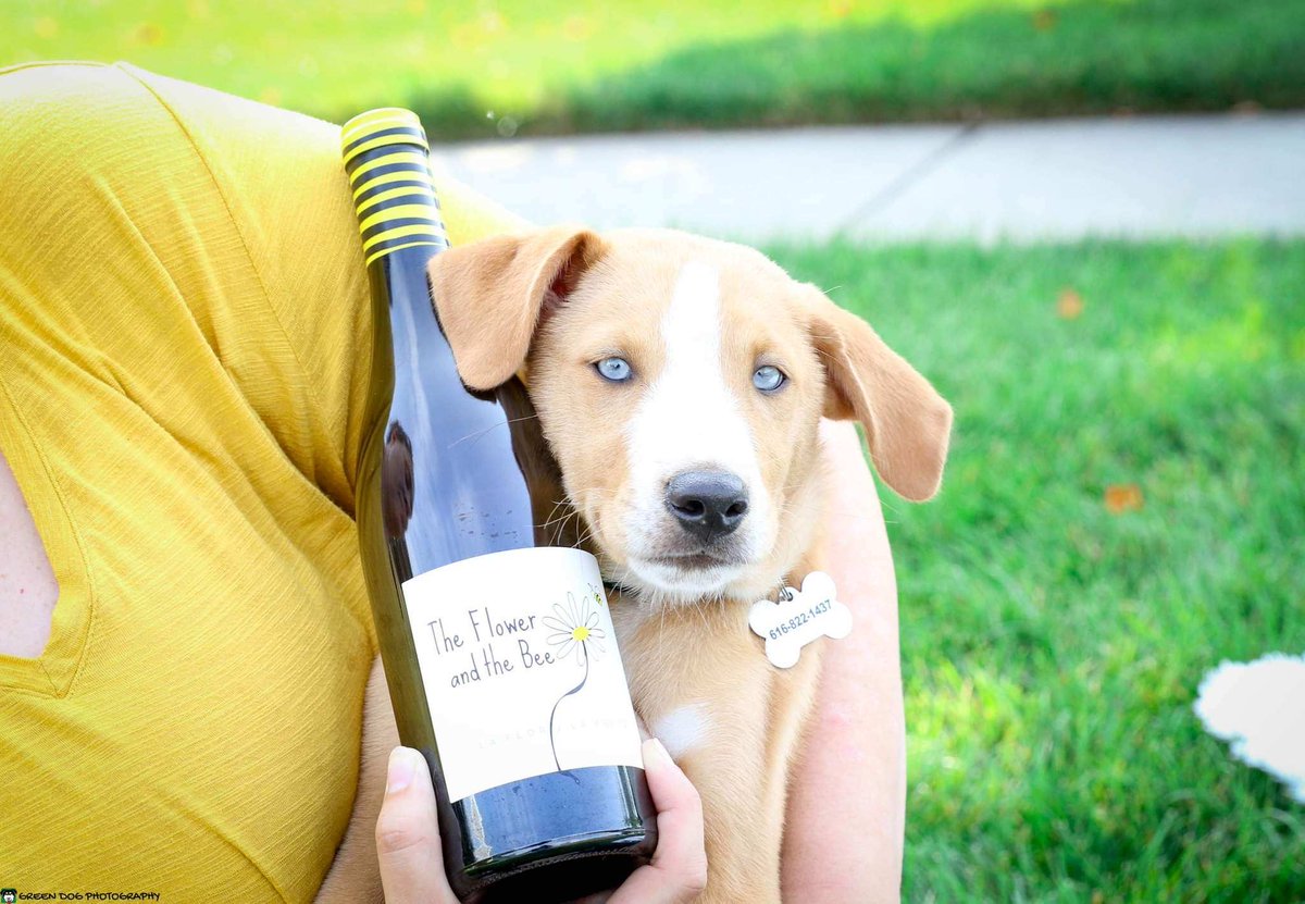 Dogs are like wine. If they are young, they need training, if they are old, they need love.🍷🐶 #NationalPuppyDay 
🐶- <a href="/rescueofhope/">Hearts of Hope Dog Rescue</a> 
🍷- <a href="/Cotodegomariz/">Coto de Gomariz</a>
📷- Green Dog Photography