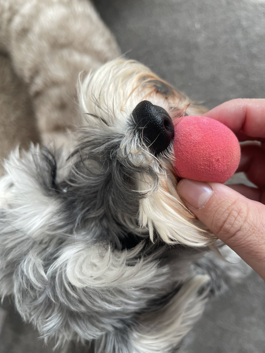 Rwlshmakeup's tweet photo. Anyone else’s dogs love beauty blenders? https://t.co/COQmqTOtaC
