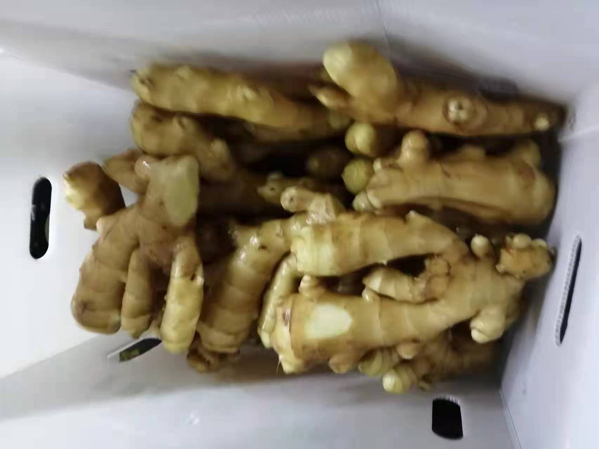__Ohlu's tweet photo. High Quality Air Dried Ginger , PVC Box Storage Temperature: 13℃ Current location: Turkey Quantity: 50tons
(This was to be delivered to Ukraine but because of the war going on, I need a another buyer) #ginger #fresh #ChineseGinger #Ginger #Wholesale #AirDriedGinger #Ukraine https://t.co/rcQABXhl0t