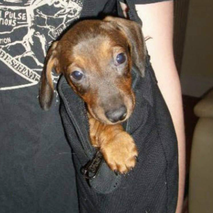 BookmarkedStore's tweet photo. Happy #NationalPuppyDay2022 from our pup to yours 🐶  Here's a cute pic of our head of security when he was just a wee little pup.

#headofsecurity #puppy #iusedtocarryhimaroundinapurse #hewasjustababythen #nowhesateenager #bookstoredog #bringyourdogtoworkdayeveryday https://t.co/ag6HFy8csP