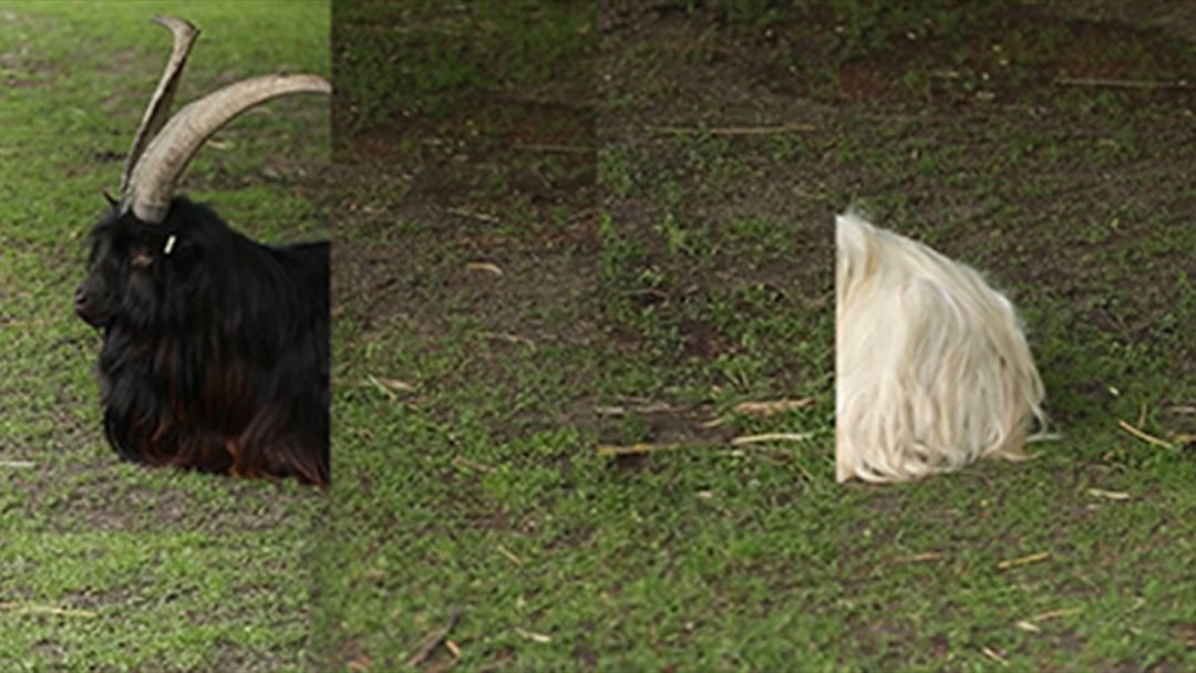 fieldguide3 tweet picture