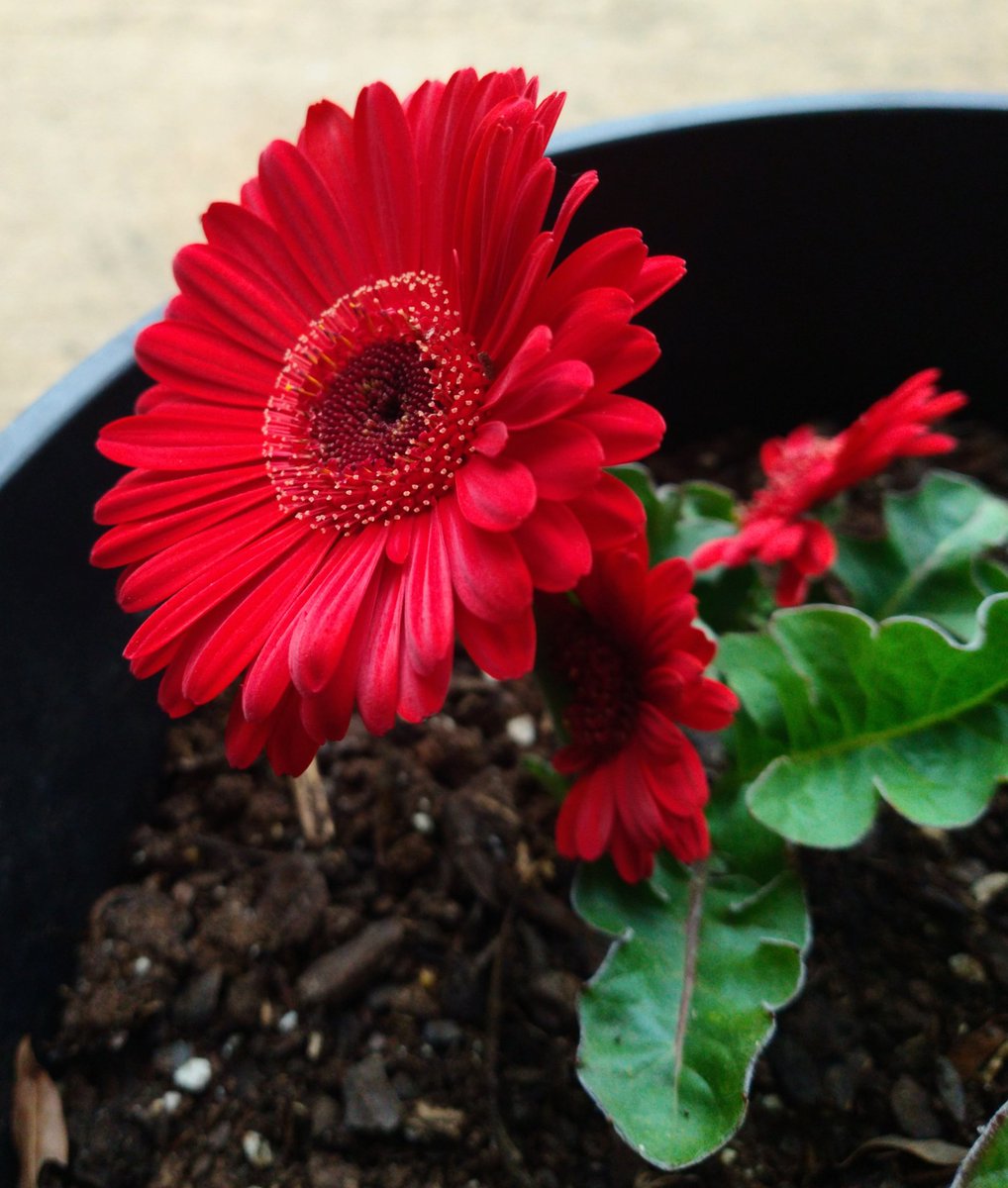 RachelRG's tweet image. Super pleased that this beauty decided to bloom again this year! Somewhat nonsensical for 7b, but I'll take it. 
#gardening
#flowers