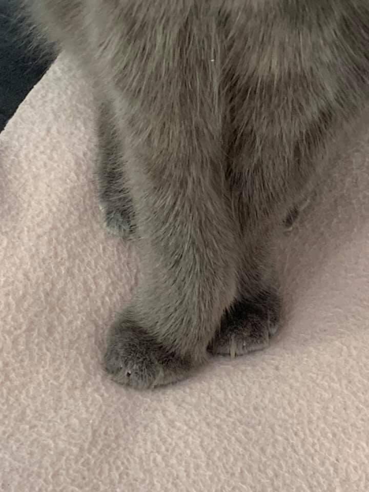 kirsi_laitio's tweet photo. Donnan taukojumppaohjeita: viides asento #catballet #kisu #donna #fifthposition https://t.co/51T6eYCsAS