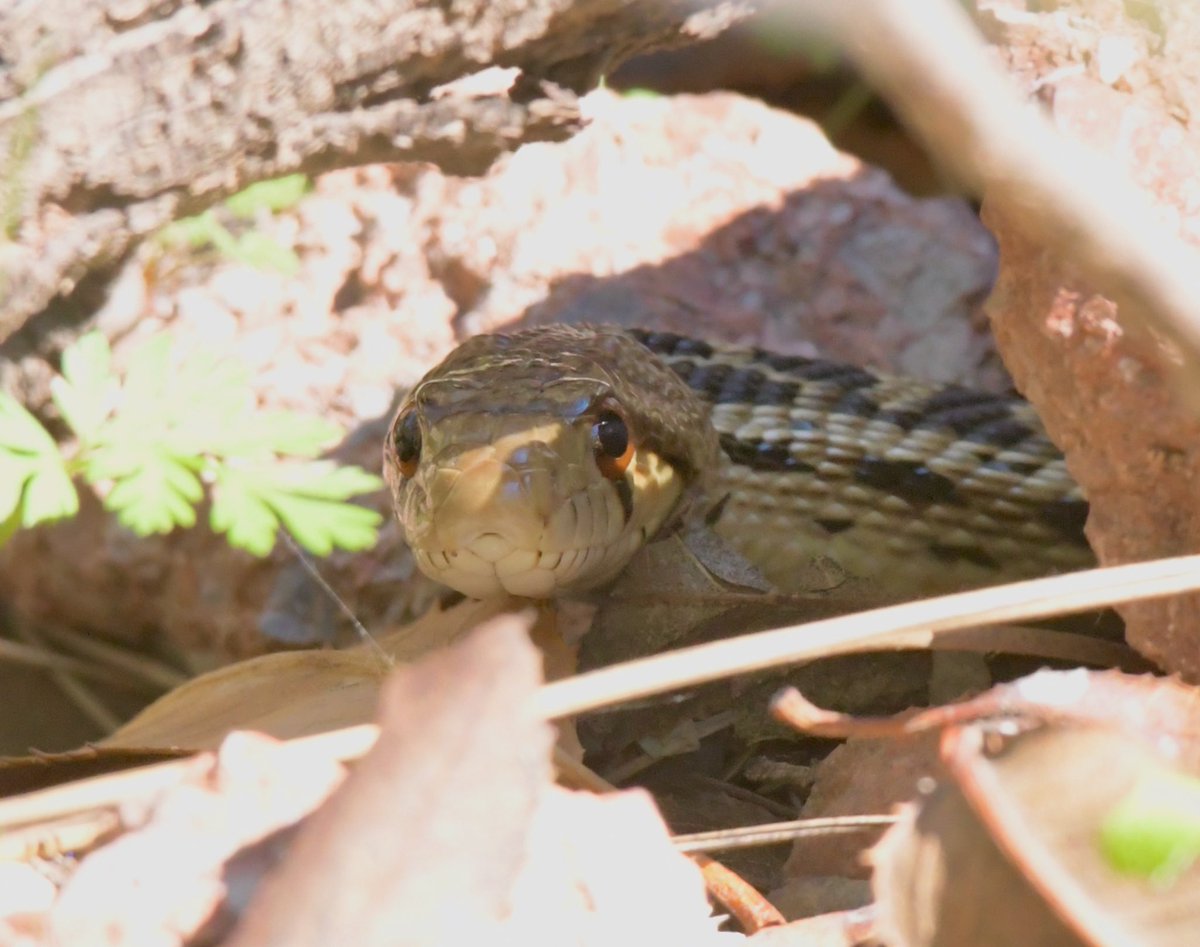 AdamDClovermist's tweet photo. Any snake day is a good day in our book (Pacific Gopher Snake). Any California Condor day is also a great day! On our penultimate #Naturetrektailormade day in California we also saw Merriam’s Chipmunk, and Western Fence Lizards were in summer plumage! @naturetrektours https://t.co/ShFRyDzC8i