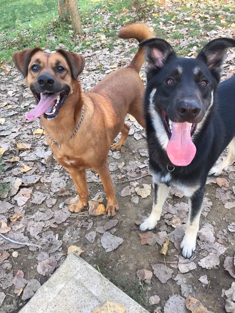 It's #NationalPuppyDay and if you're looking to treat your pup 🐶to new scenery and outdoor spots to explore, search Yelp for our city's parks to find just the right place!

📍Godown Dog Park
📸: Yelper Wendy S.