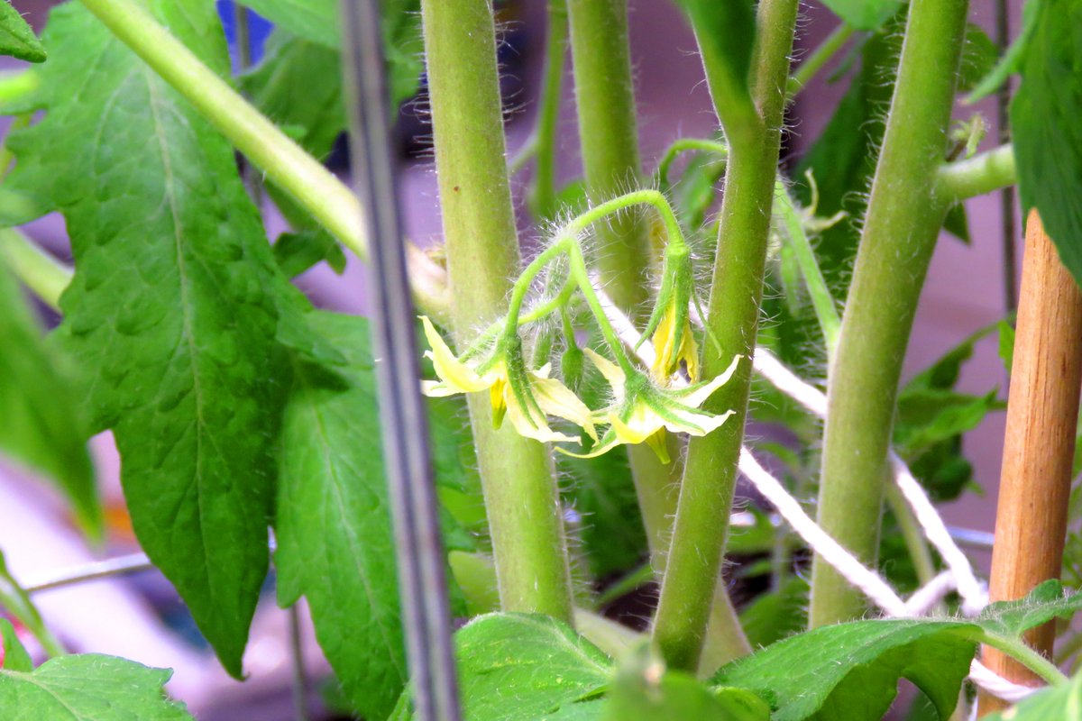 BlueCrowWoman1's tweet photo. Our Blonde Girl Grape #Tomato  has #blossoms ! #Yum #Tomatoes coming soon!!#Container #GardeningTwitter , #veggies https://t.co/WGvDpxpRUf