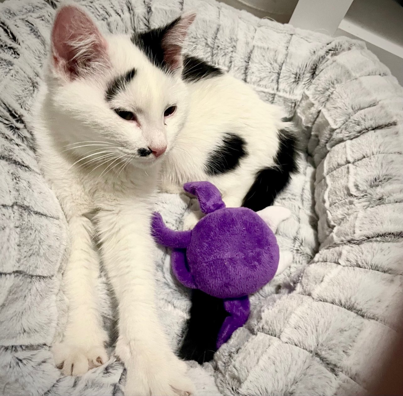 port-authority-pgh-on-twitter-we-re-happy-to-report-that-the-kitten